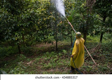 Spraying pesticide.Farmer spraying pesticide on orchard.