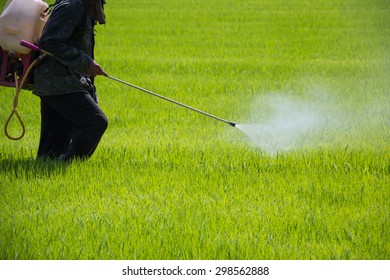 Spraying Pesticides On Rice Seeding Field 