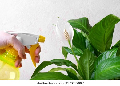 Spraying spathiphyllum or peace lily houseplant in bloom with spray. Watering tropical plants in bloom. Looking after houseplants at home - Powered by Shutterstock