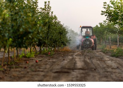 Spraying trees in fruit orchard against insect and deceases