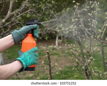 Spraying the trees in orchard with protecting spray
