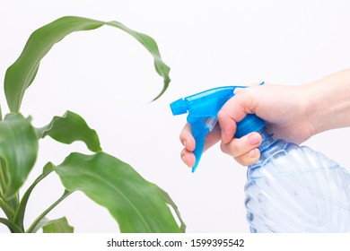 Spraying water on indoor plants. In the hand is a spray bottle with water. Hydration of plants, washing of plant leaves - Powered by Shutterstock