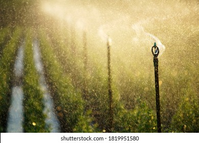 Spraying Water Sprinkler Watering Plant In Farm Against Sunset Light