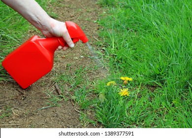 Spraying Weed Killer Onto Weeds Growing On A Mud Path Through A Wild Garden.