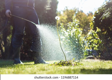 Spraying Weeds In The Garden