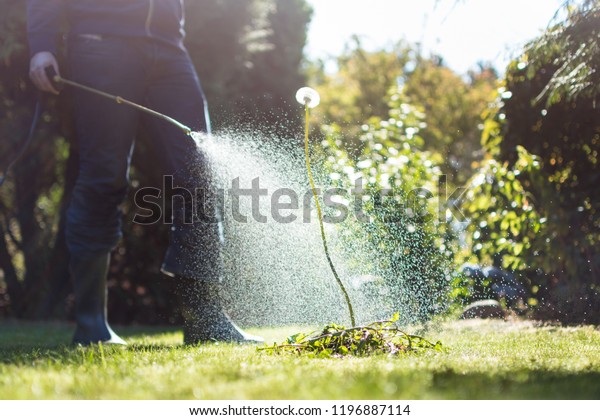 Spraying weeds in the\
garden