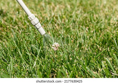 Spraying White Clover Weeds In Lawn. Weed Control, Lawncare, And Herbicide Concept.