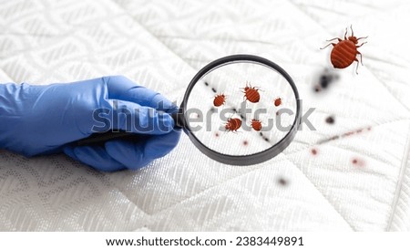 The spread of bedbugs on the bed. Black and bloody spots of bedbugs on the bed. Through a magnifying glass, a hand examines a mattress with insects. A type of domestic blood-sucking insect.