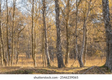 A spread of silver birch trees on moorland in Autumn. Some have already lost all their leaves, others are adorned with golden orange foliage.