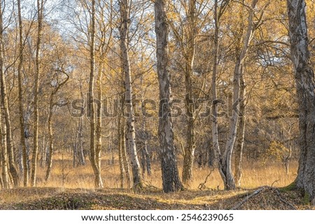 A spread of silver birch trees on moorland in Autumn. Some have already lost all their leaves, others are adorned with golden orange foliage.