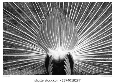 spread tail of a peacock