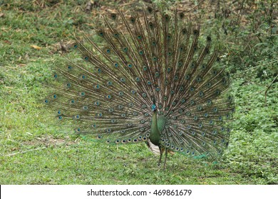 spread tail-feathers