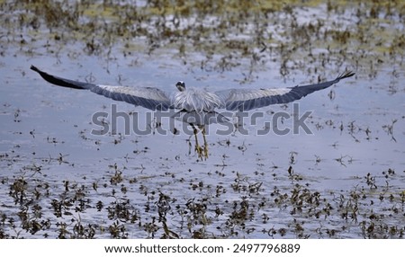 Spread your wing! Beaautiful blue huron
