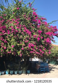Spreading bougainvillea tree in a Turkish seaside village. Typical Mediterranean view. Blue wooden chairs under the canopy of a blossoming tree.
