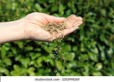 Spreading Grass Seed By Hand For The Perfect Lawn.