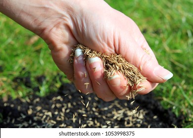 Spreading Grass Seed By Hand For The Perfect Lawn.