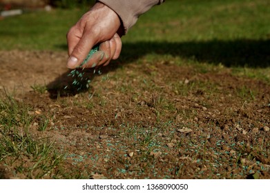 Spreading Grass Seed In Spring By Hand For The Perfect Lawn. Sowing Grass Seed By Hand. Grass Seeds In Male Hand In Loosened Soil Background 