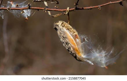 Spreading Seeds. Milkweed Plant. Copy Space.