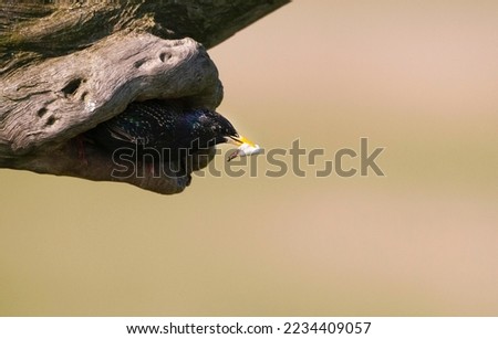 Spreeuw verwijdert uitwerpselen uit nest; Common Starling removing poo from nest