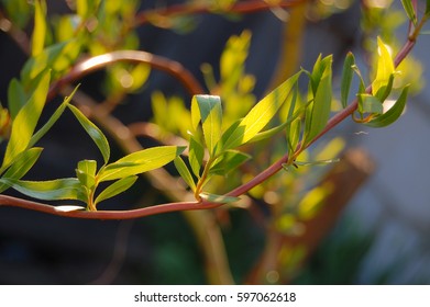 Sprig
