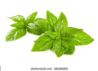 Sprig Of Basil On A White