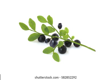 Sprig Of Bilberry Isolated On White Background