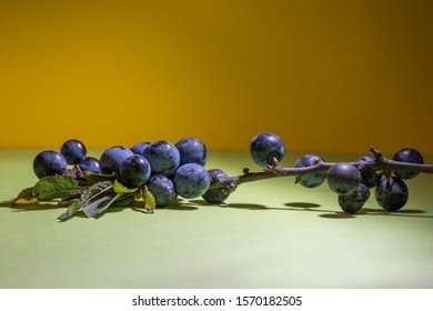 A Sprig Of Blackthorn, Prunus Spinosa, With Berries. These Are Used To Make Sloe Gin In England And The Wood Is Used To Make Walking Sticks. This Was Found In A Hedgerow In Kent, UK.