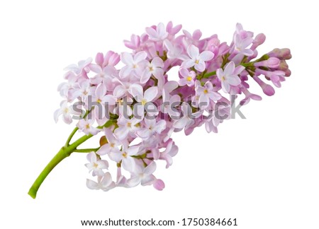Sprig of blooming lilac isolated on a white background without a shadow. Item for greeting card, packaging, cosmetics and other design.
