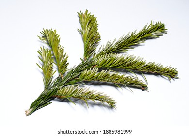 
Sprig Of Caucasian Fir On A White Background