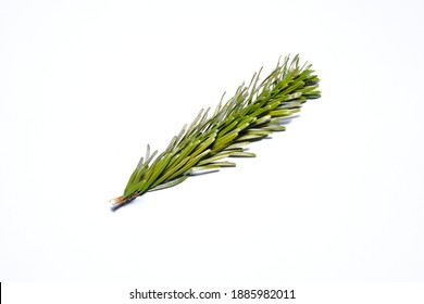 
Sprig Of Caucasian Fir On A White Background