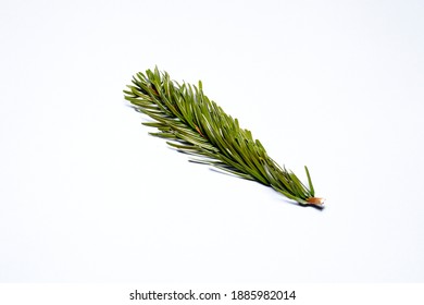 
Sprig Of Caucasian Fir On A White Background