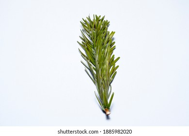 
Sprig Of Caucasian Fir On A White Background