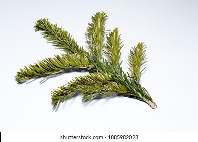 
Sprig Of Caucasian Fir On A White Background