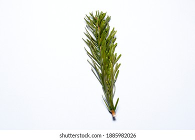 
Sprig Of Caucasian Fir On A White Background