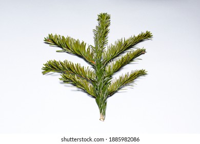 
Sprig Of Caucasian Fir On A White Background