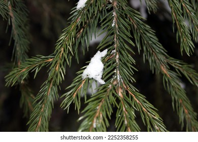 Sprig of christmas tree covered hoarfrost and in snow on a white background with space for text