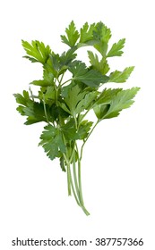 Sprig Of Cilantro