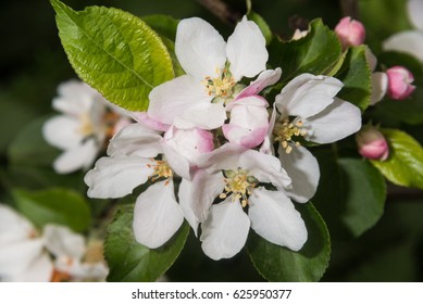 Sprig Of Crab Apple Blossom, Malus Sylvestris