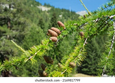 Sprig of European Larch (Larix decidua) with pine cones, blurred background and copy space. Photo taken in the summer on the Alps. The larch is the only deciduous European conifer