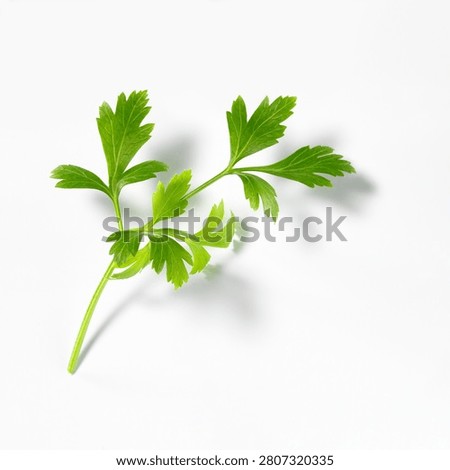 sprig of flat-leaf parsley on a white background