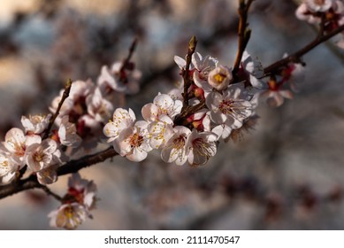 a sprig of flowering apricots in the spring season. A delicate flower of a tree. Delicate photo Wallpaper. Fragrance of apricot blossom