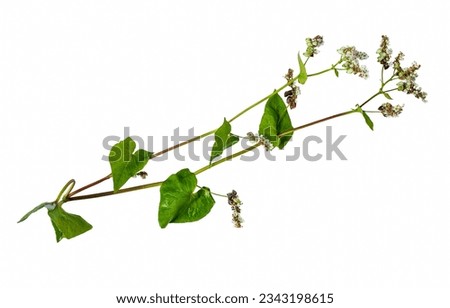 Sprig of flowering buckwheat isolated on white background