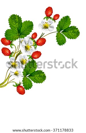 Similar – Foto Bild rote Beeren im Rampenlicht