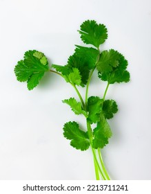 Sprig of fresh cilantro, isolated on a white background. Close-up image - Shutterstock ID 2213711241