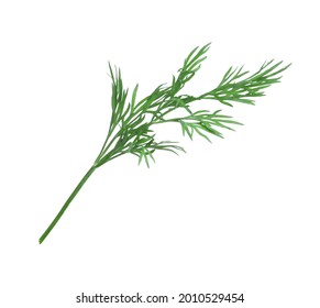 Sprig Of Fresh Dill Isolated On White