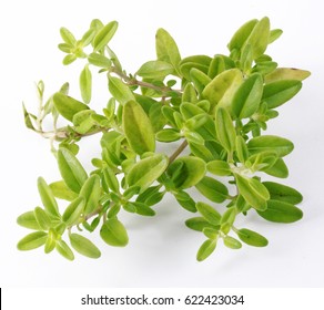 80 Culinery herb Images, Stock Photos & Vectors | Shutterstock