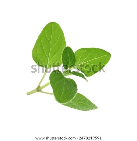 Sprig of fresh green oregano isolated on white