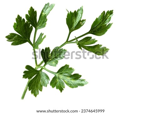 A sprig of fresh green parsley isolated on a white background. Full focus leaves for design
