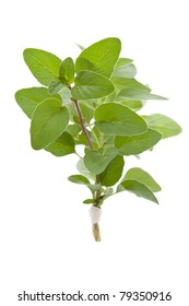  Sprig Of Fresh Oregano, Isolated