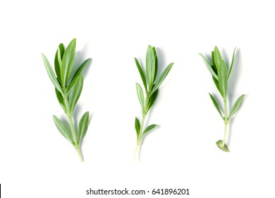 Sprig of fresh thyme isolated on a white background - Shutterstock ID 641896201